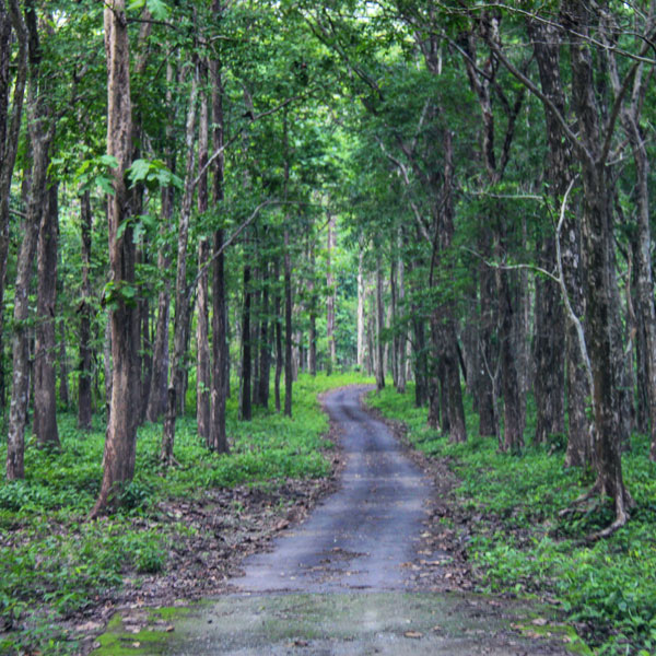Mahananda Wildlife Sanctuary